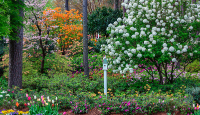Woodland azalea and flower garden in Raleigh, North Carolina